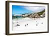 Awesome South Africa Collection - African Penguins at Boulders Beach-Philippe Hugonnard-Framed Photographic Print