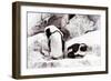 Awesome South Africa Collection - African Penguins II-Philippe Hugonnard-Framed Photographic Print