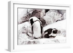 Awesome South Africa Collection - African Penguins II-Philippe Hugonnard-Framed Photographic Print