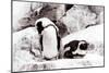 Awesome South Africa Collection - African Penguins II-Philippe Hugonnard-Mounted Photographic Print