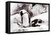 Awesome South Africa Collection - African Penguins II-Philippe Hugonnard-Framed Stretched Canvas