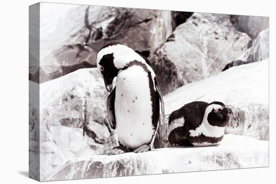 Awesome South Africa Collection - African Penguins II-Philippe Hugonnard-Stretched Canvas