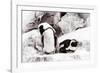 Awesome South Africa Collection - African Penguins II-Philippe Hugonnard-Framed Photographic Print