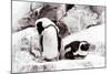 Awesome South Africa Collection - African Penguins II-Philippe Hugonnard-Mounted Photographic Print