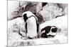 Awesome South Africa Collection - African Penguins II-Philippe Hugonnard-Mounted Photographic Print