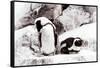 Awesome South Africa Collection - African Penguins II-Philippe Hugonnard-Framed Stretched Canvas