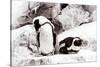 Awesome South Africa Collection - African Penguins II-Philippe Hugonnard-Stretched Canvas