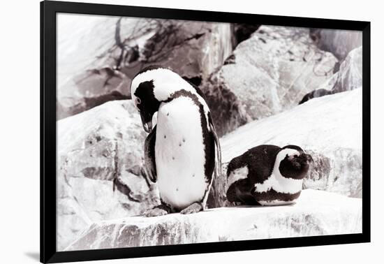 Awesome South Africa Collection - African Penguins II-Philippe Hugonnard-Framed Photographic Print