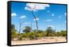 Awesome South Africa Collection - African Savanna Landscape IX-Philippe Hugonnard-Framed Stretched Canvas