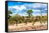 Awesome South Africa Collection - African Savanna Landscape VI-Philippe Hugonnard-Framed Stretched Canvas