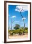 Awesome South Africa Collection - African Savanna Landscape X-Philippe Hugonnard-Framed Photographic Print