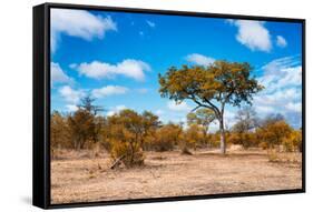 Awesome South Africa Collection - African Savanna Trees VII-Philippe Hugonnard-Framed Stretched Canvas