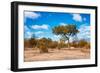 Awesome South Africa Collection - African Savanna Trees VII-Philippe Hugonnard-Framed Photographic Print