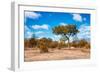 Awesome South Africa Collection - African Savanna Trees VII-Philippe Hugonnard-Framed Photographic Print