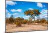 Awesome South Africa Collection - African Savanna Trees VII-Philippe Hugonnard-Mounted Photographic Print