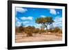 Awesome South Africa Collection - African Savanna Trees VII-Philippe Hugonnard-Framed Photographic Print