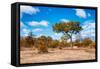 Awesome South Africa Collection - African Savanna Trees VII-Philippe Hugonnard-Framed Stretched Canvas