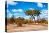 Awesome South Africa Collection - African Savanna Trees VII-Philippe Hugonnard-Stretched Canvas