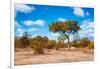 Awesome South Africa Collection - African Savanna Trees VII-Philippe Hugonnard-Framed Photographic Print