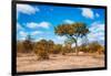 Awesome South Africa Collection - African Savanna Trees VII-Philippe Hugonnard-Framed Photographic Print