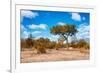 Awesome South Africa Collection - African Savanna Trees VII-Philippe Hugonnard-Framed Photographic Print