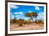 Awesome South Africa Collection - African Savanna Trees VII-Philippe Hugonnard-Framed Photographic Print