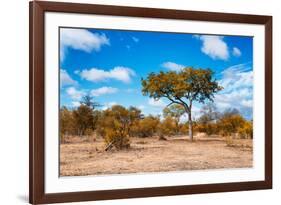 Awesome South Africa Collection - African Savanna Trees VII-Philippe Hugonnard-Framed Photographic Print
