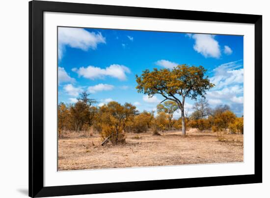 Awesome South Africa Collection - African Savanna Trees VII-Philippe Hugonnard-Framed Photographic Print