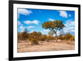 Awesome South Africa Collection - African Savanna Trees VII-Philippe Hugonnard-Framed Photographic Print