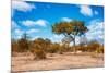Awesome South Africa Collection - African Savanna Trees VII-Philippe Hugonnard-Mounted Photographic Print