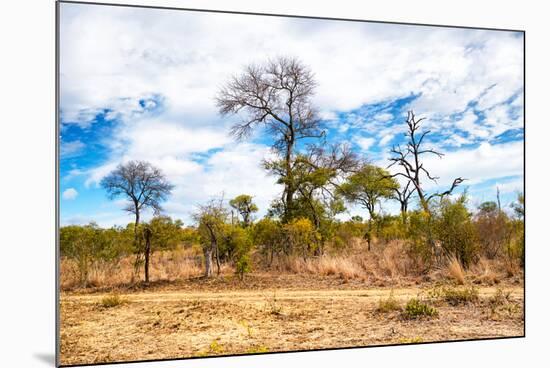 Awesome South Africa Collection - African Savanna Trees X-Philippe Hugonnard-Mounted Photographic Print