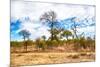 Awesome South Africa Collection - African Savanna Trees X-Philippe Hugonnard-Mounted Photographic Print