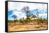 Awesome South Africa Collection - African Savanna Trees X-Philippe Hugonnard-Framed Stretched Canvas