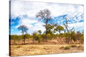 Awesome South Africa Collection - African Savanna Trees X-Philippe Hugonnard-Stretched Canvas