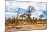 Awesome South Africa Collection - African Savanna Trees XI-Philippe Hugonnard-Mounted Photographic Print