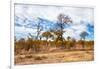 Awesome South Africa Collection - African Savanna Trees XI-Philippe Hugonnard-Framed Photographic Print