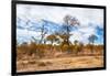 Awesome South Africa Collection - African Savanna Trees XI-Philippe Hugonnard-Framed Photographic Print