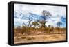 Awesome South Africa Collection - African Savanna Trees XI-Philippe Hugonnard-Framed Stretched Canvas