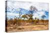 Awesome South Africa Collection - African Savanna Trees XI-Philippe Hugonnard-Stretched Canvas