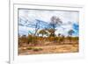 Awesome South Africa Collection - African Savanna Trees XI-Philippe Hugonnard-Framed Photographic Print