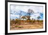 Awesome South Africa Collection - African Savanna Trees XI-Philippe Hugonnard-Framed Photographic Print