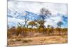 Awesome South Africa Collection - African Savanna Trees XI-Philippe Hugonnard-Mounted Photographic Print