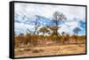 Awesome South Africa Collection - African Savanna Trees XI-Philippe Hugonnard-Framed Stretched Canvas