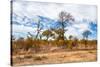 Awesome South Africa Collection - African Savanna Trees XI-Philippe Hugonnard-Stretched Canvas