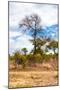 Awesome South Africa Collection - African Savanna Trees XII-Philippe Hugonnard-Mounted Photographic Print