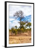 Awesome South Africa Collection - African Savanna Trees XII-Philippe Hugonnard-Framed Photographic Print