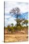 Awesome South Africa Collection - African Savanna Trees XII-Philippe Hugonnard-Stretched Canvas