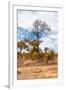 Awesome South Africa Collection - African Savanna Trees XIII-Philippe Hugonnard-Framed Photographic Print