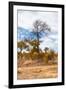 Awesome South Africa Collection - African Savanna Trees XIII-Philippe Hugonnard-Framed Photographic Print