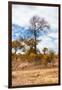 Awesome South Africa Collection - African Savanna Trees XIII-Philippe Hugonnard-Framed Photographic Print